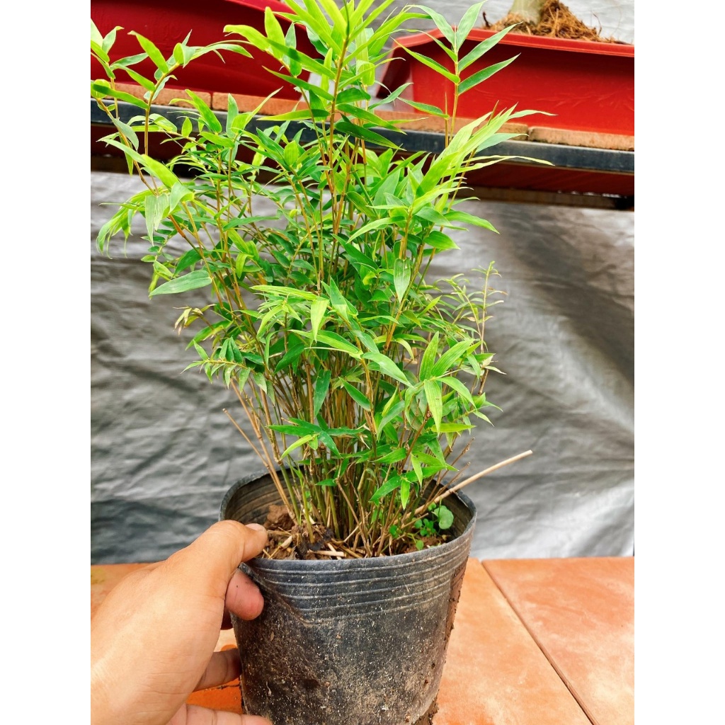 Cây trúc tăm trang trí tiểu cảnh, bán cạn...