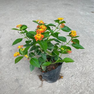 Cây hoa ngũ sắc sắc cam cao 20cm, hoa nở liên tục