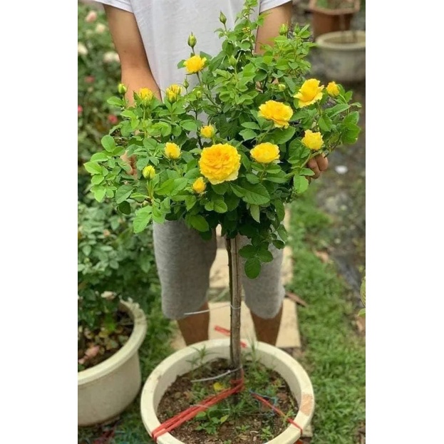 Gốc Hoa Hồng Thân Gỗ Hoa Đại  SIÊU HOA Đã Kích Rễ