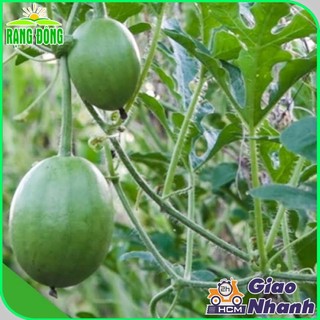 Hạt giống Dưa Hấu ăn non 701 dưa nấu canh trái sai, trồng quanh năm Hạt giống dưa hồng