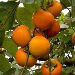 Cây giống hồng giòn siêu trái nhật bản - cây giống tốt