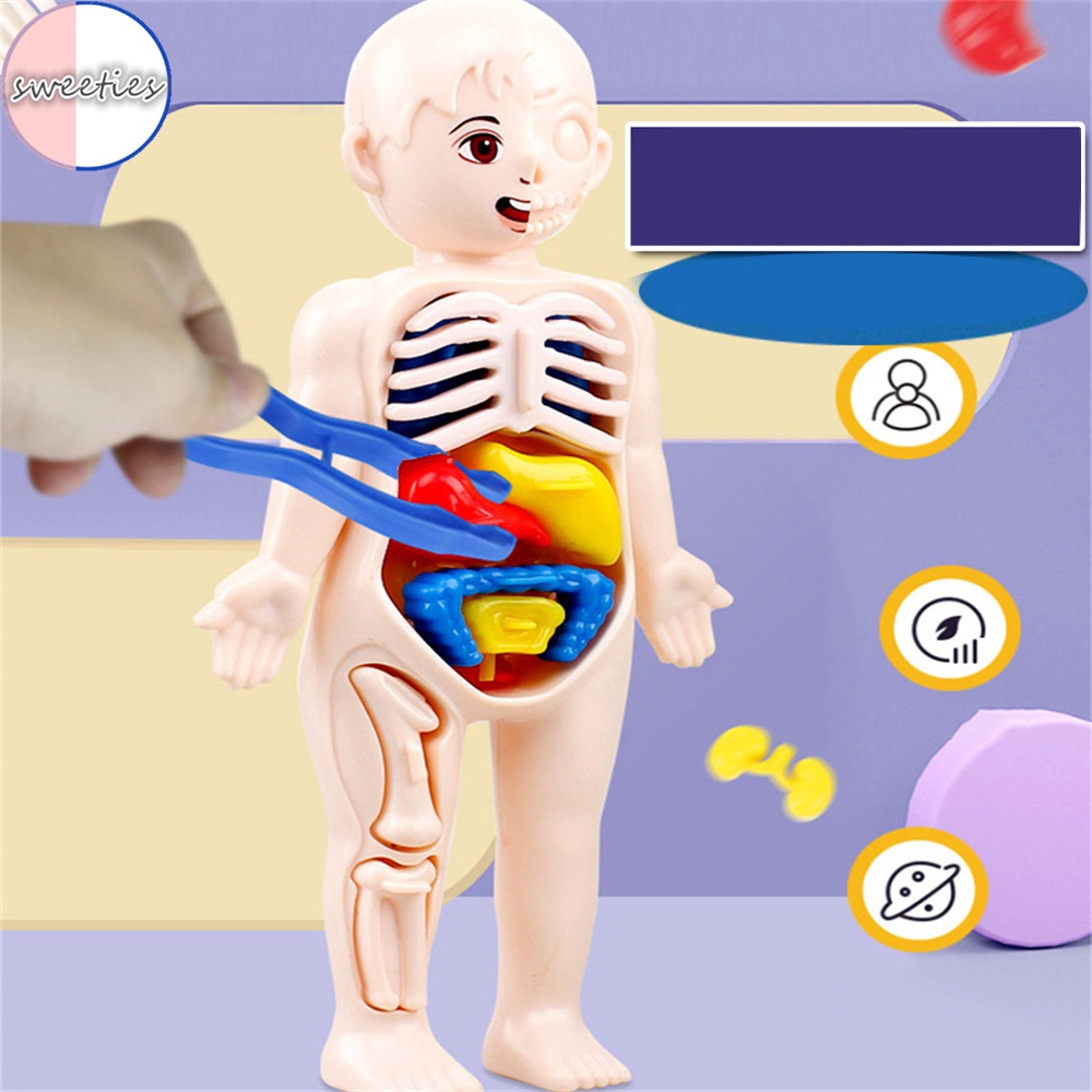 Mô Hình Cơ Quan Người diy Giáo Dục Khoa Học Cho Bé