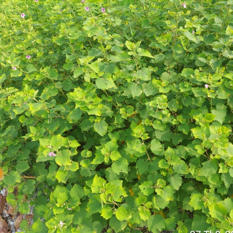 1KG Ké Hoa Đào, nhà phơi khô sạch sẽ,thơm