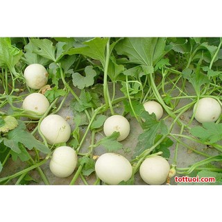 Hạt giống dưa lê bạch kim