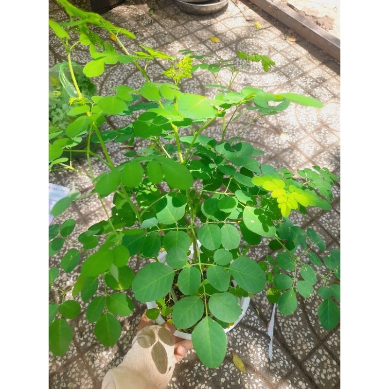 Chậu cây giống rau chùm ngây,