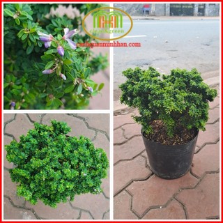Cây linh sam gạo lá nhỏ hạt gạo mini để bàn siêu bông hoa tím Minh Hân Garden
