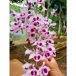 PHÂN BÓN VI LƯỢNG