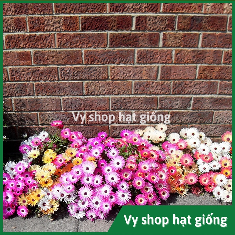 Hạt giống hoa mười giờ châu phi  gói 300 hạt mix màu