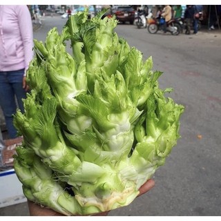 Hạt giống rau cải mầm đá đặc sản tây bắc - hạt giống tốt