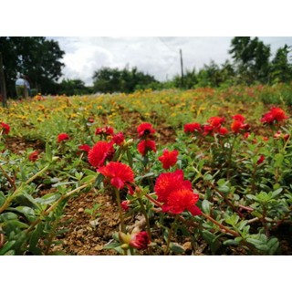 3 cành hoa sam kép xù đỏ