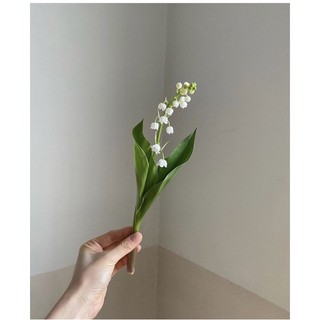 Củ hoa linh lan (1 củ đã nảy mầm)