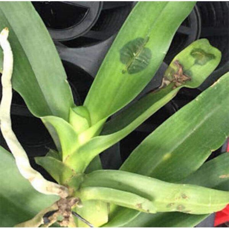 Thuốc trừ bệnh thối nhũn, nấm bệnh trên phong Lan Captan Thai Lan