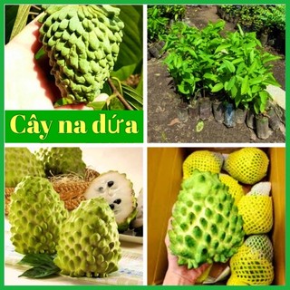 Cây na dứa đài loan cao 60-90 cm cây ghép - cây giống tốt