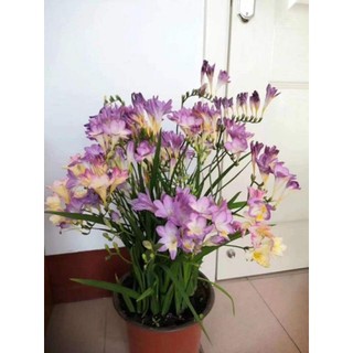 1 củ hoa lan nam phi - Củ Giống Chuẩn