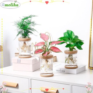 Chậu hoa thủy tinh để bàn trang trí nhà cửa