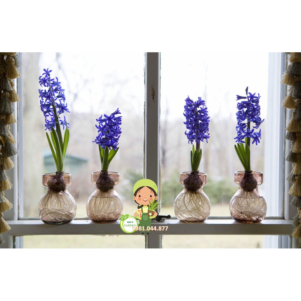 Combo 10 củ hoa tiên ông