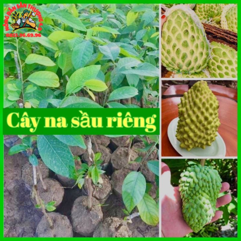 Cây na sầu riêng khổng lồ - cây giống mới độc lạ
