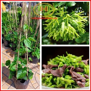 Dây thiên lí, cây hoa thiên lí giống siêu hoa leo giàn lấy bóng mát sân vườn, sân thượng, cổng ngõ