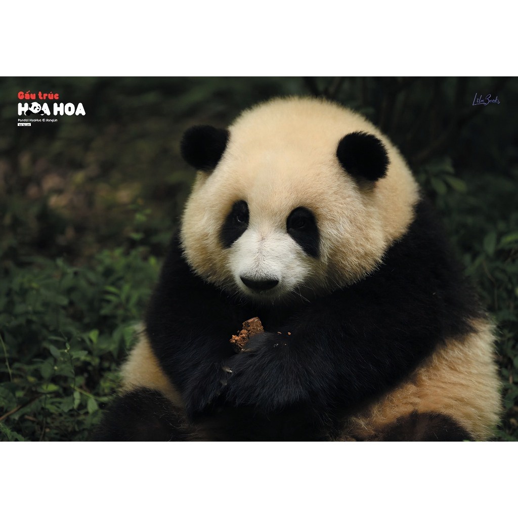 Sách Gấu Trúc Hoa Hoa - Bản Quyền