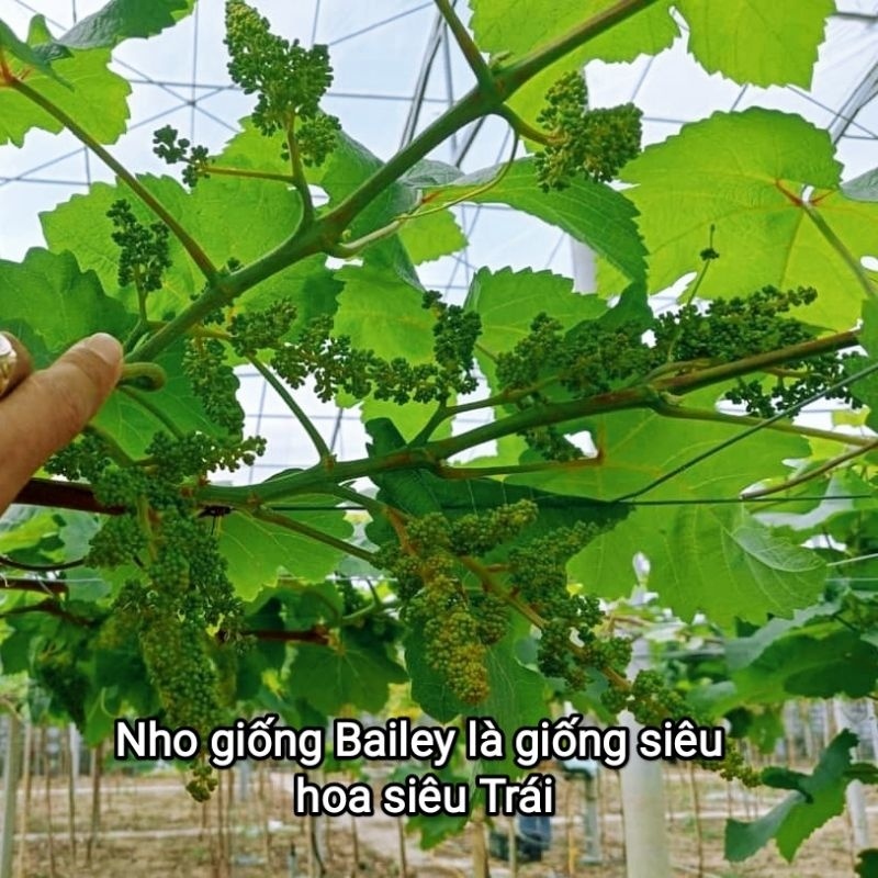 Cây Nho Giống Bailey  Siêu Trái Dễ Trồng - Cây Giống Tốt