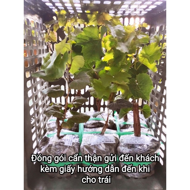 Cây Nho Giống Bailey  Siêu Trái Dễ Trồng - Cây Giống Tốt