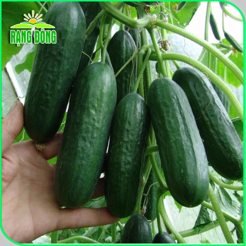 Hạt giống Dưa Leo Baby Lyssa - Dưa chuột chùm siêu trái, TỰ THỤ PHẤN, trồng quanh năm gói 5 hạt