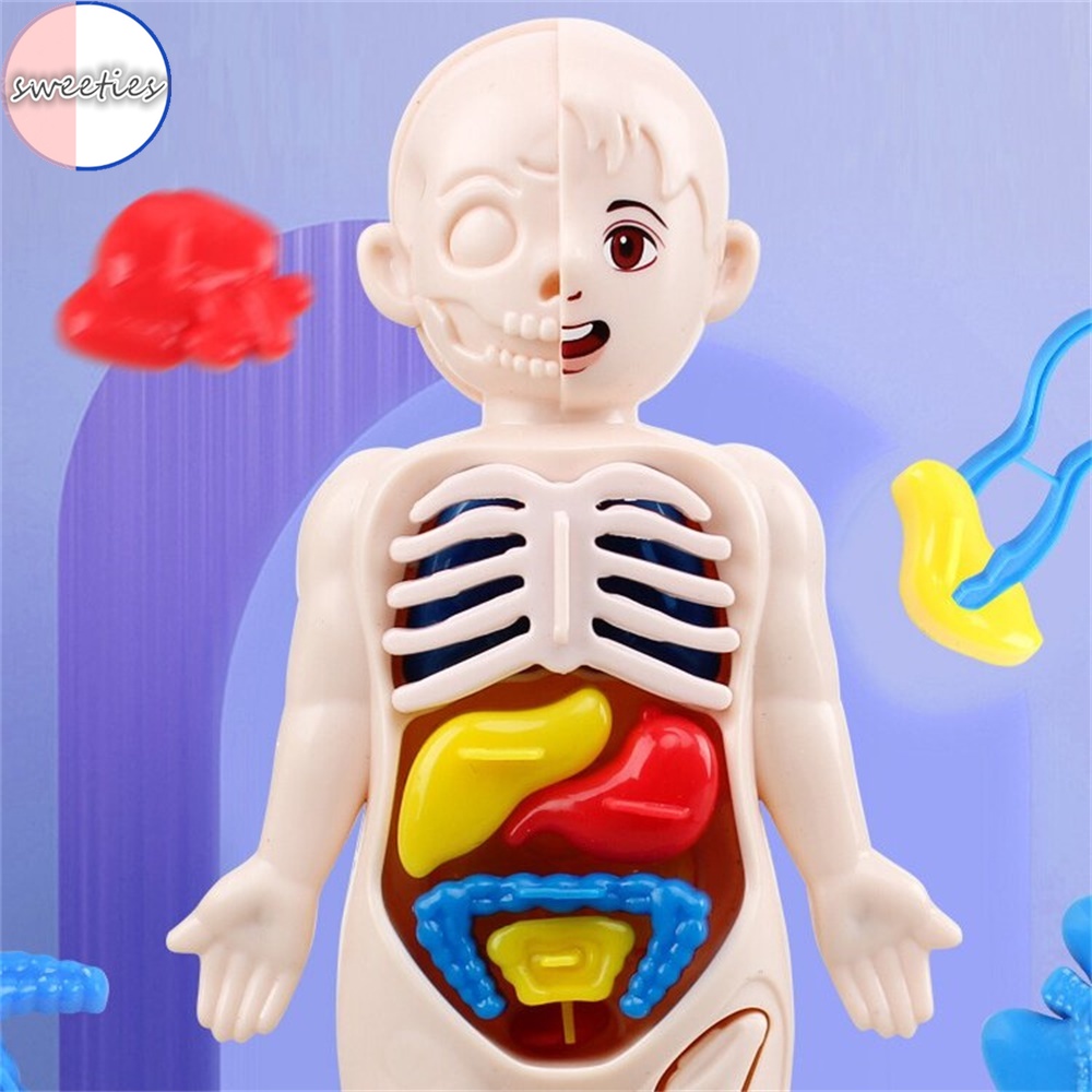 Mô Hình Cơ Quan Người diy Giáo Dục Khoa Học Cho Bé