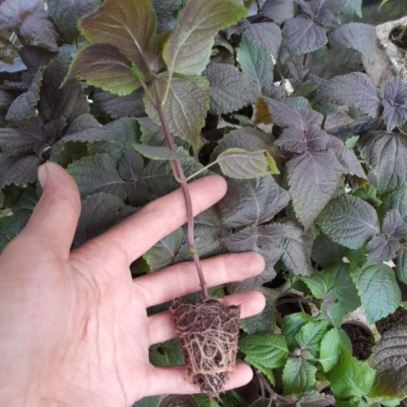 Cây giống rau gia vị tía tô