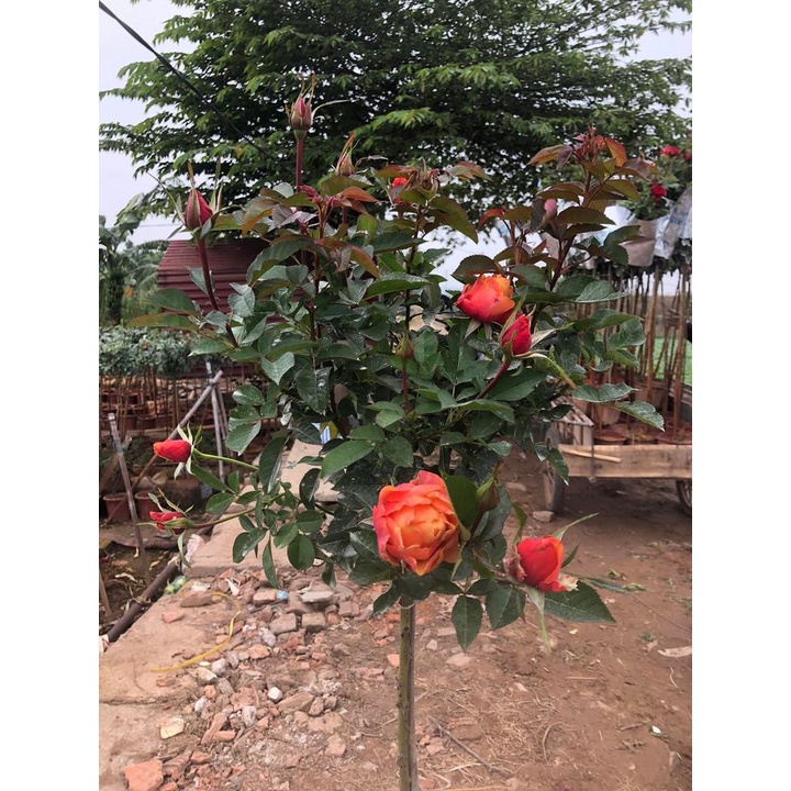 Gốc Hoa Hồng Thân Gỗ Hoa Đại  SIÊU HOA Đã Kích Rễ