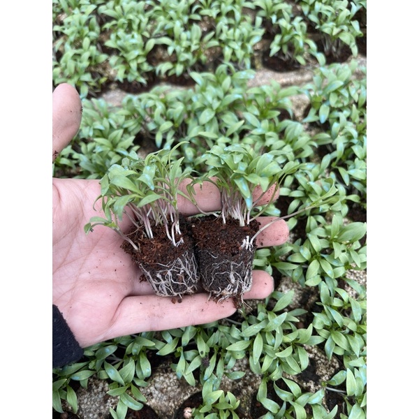 Combo 10bụi ngò rí