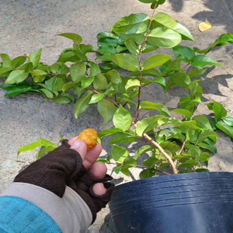 Cây Cherry Nam Mỹ - cherry Surinam - cây cherry Khía có quả sau 6 tháng phù hợp khí hậu 3 miền Việt Nam - Cây Giống Tốt