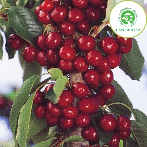 Cây cherry anh đào cao 50-60cm (cho trái sau 1-2 năm)