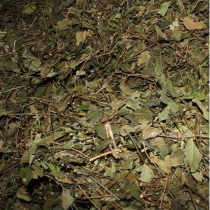 Lá khôi nhung khô 1kg