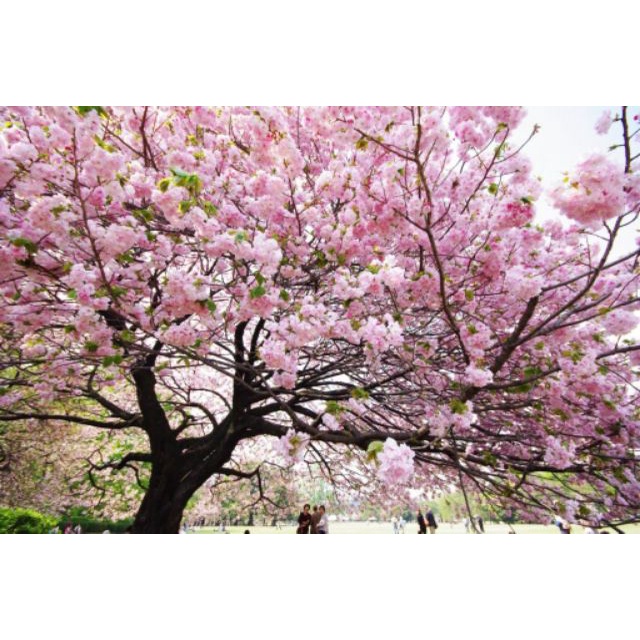 Hạt giống Hoa Anh Đào Nhật Bản Gói 5 hạt hoa chuẩn vào tết 2024