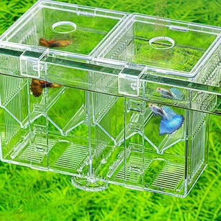 Hộp Ấp Trứng Cá Mini Tiện Lợi