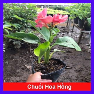 Cây Chuối Hoa Hồng _cây giống chuẩn