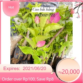 Hom giống hoa giấy Hồng
