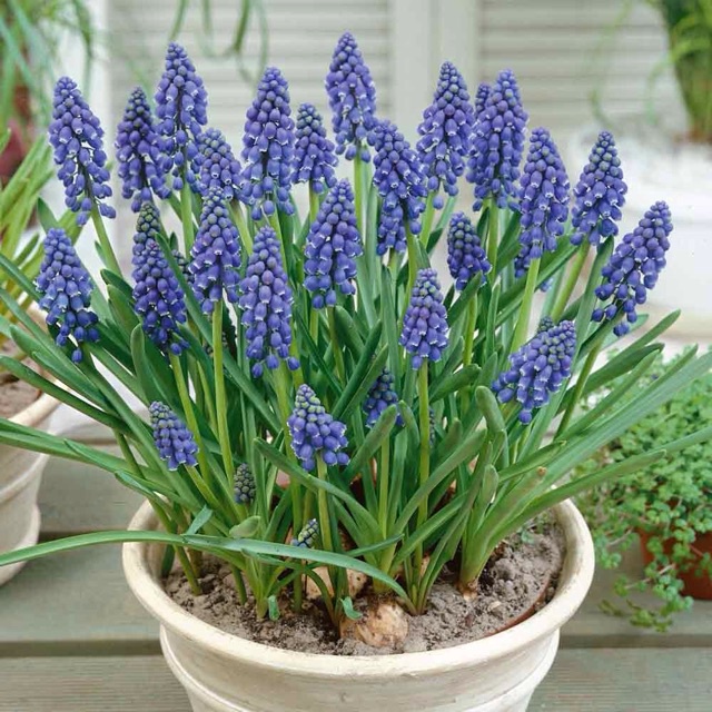Củ hoa muscari