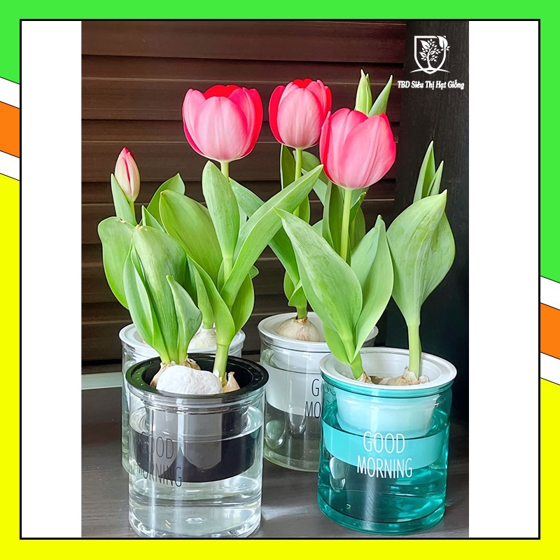 Củ hoa Tulip  Hà Lan size to đẹp trồng Tết . Hoa tuylip 20-25 ngày nở  _HOA CHUẨN TẾT 2024