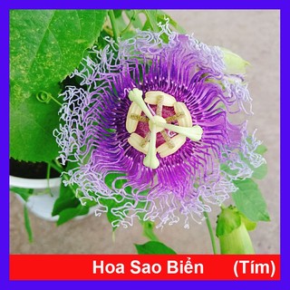 Cây Hoa Sao Biển - cây cảnh đẹp _cây giống chuẩn