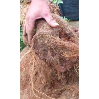 KÍCH RA RỄ ROOT KING SIÊU NHANH