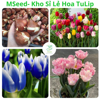 [Củ TO+ Đẹp] Củ Tulip Đủ Màu Nhập Khẩu Hà Lan (Tặng kèm phân bón)- MSeed