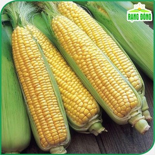 Hạt giống Bắp Mỹ trái to, ngọt, hạt vàng, trồng quanh năm gói 5 gr dinh dưỡng dễ trồng