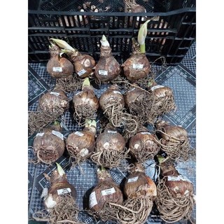 Củ hoa Thuỷ tiên đất - Củ Giống Chuẩn