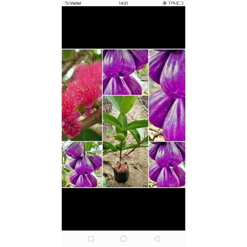 Cây giống roi tím .   _)