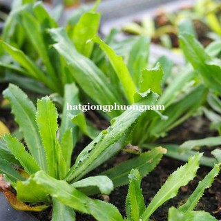 5gr - hạt giống rau mùi tàu - hạt giống tốt