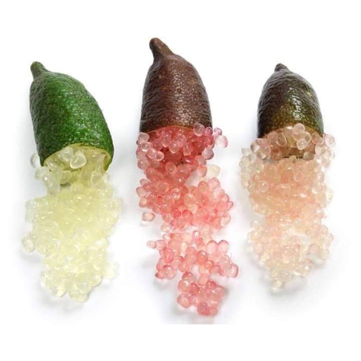 CÂY GIỐNG CHANH TRỨNG CÁ HỒI   tặng kèm PHÂN BÓN