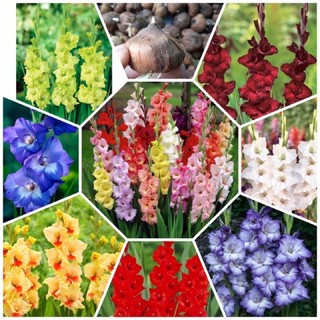 Củ hoa lay ơn Hà Lan, đã được xử lý nấm - Củ Giống Chuẩn