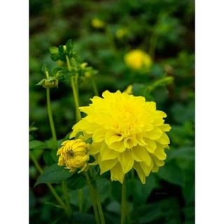 Củ hoa thược dược cánh kép nhiều màu. - Củ Giống Chuẩn