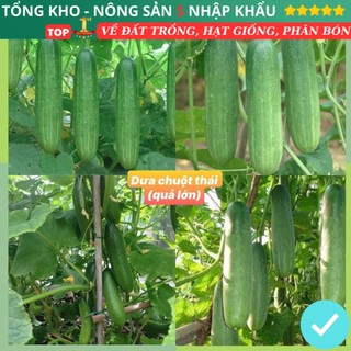  Gói 50 hạt giống dưa chuột thái F1 quả lớn giòn ngọt dễ trồng kháng bệnh tốt dễ trồng dễ chăm - Nông Sản S 